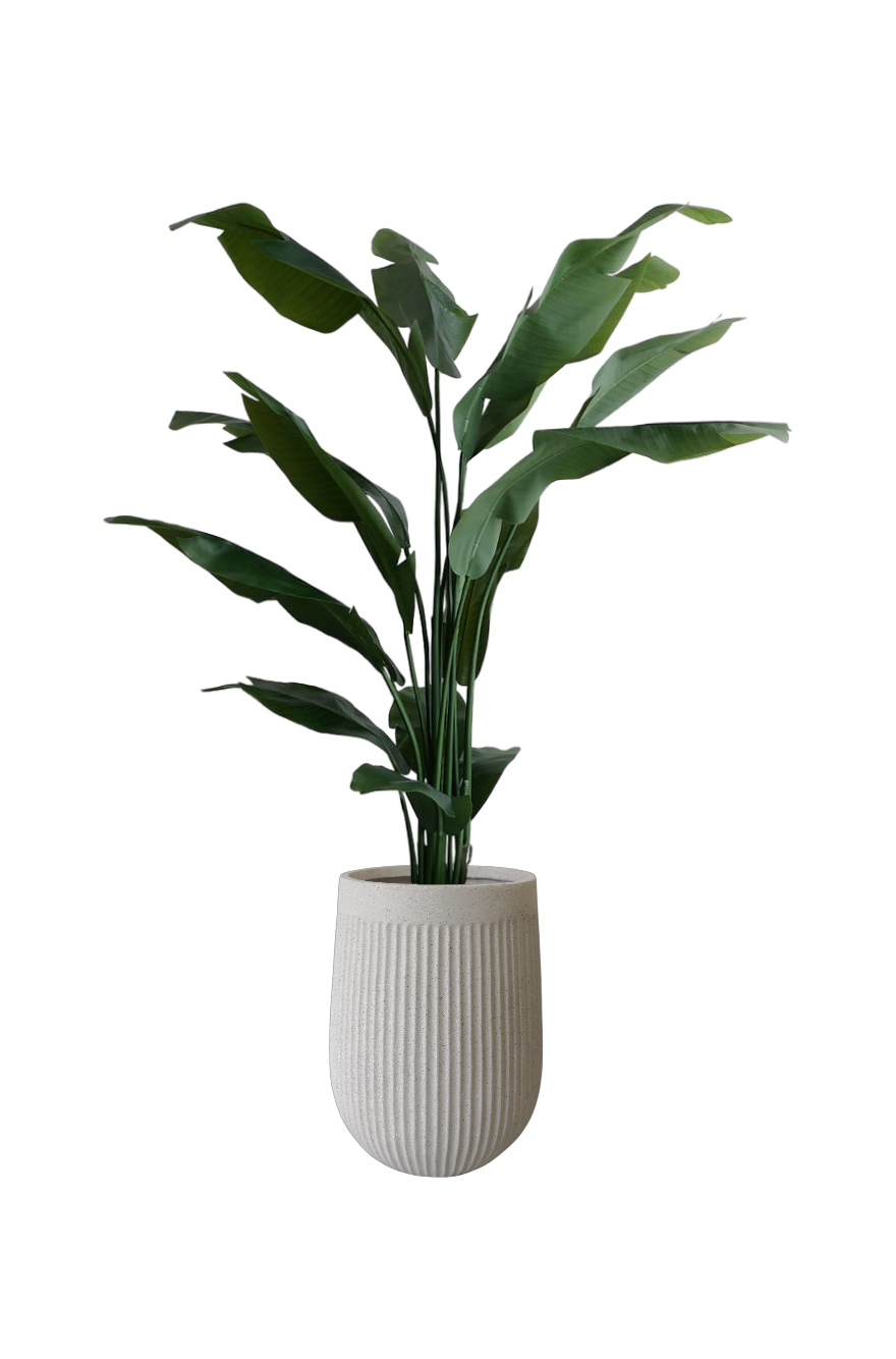 Thumbnail: Faux Strelitzia Reginae 'Birds of Paradise' H1.8m
