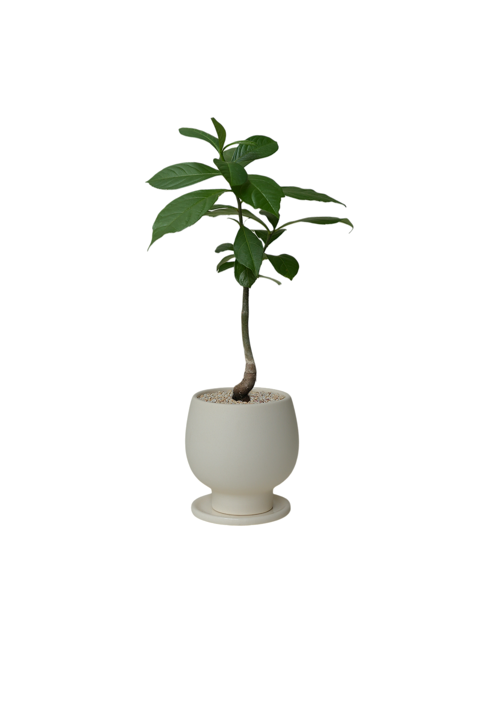 Thumbnail: Adansonia Digitata 'African Baobab'