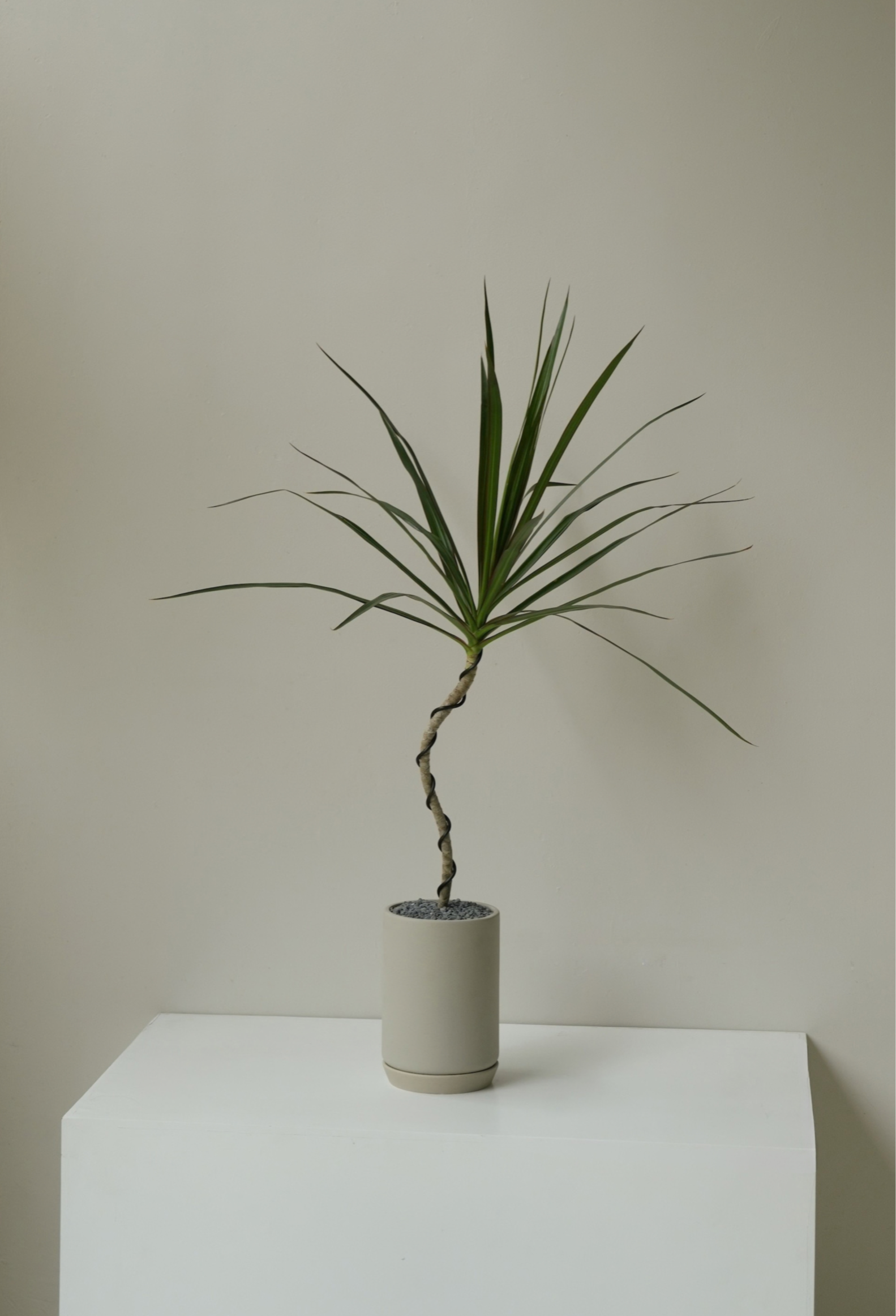 Dracaena Marginata