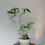 Thumbnail: Pachira Aquatica 'Fortune Tree' (Bonsai) in BERG Bowl-Shaped Fibreglass Pot