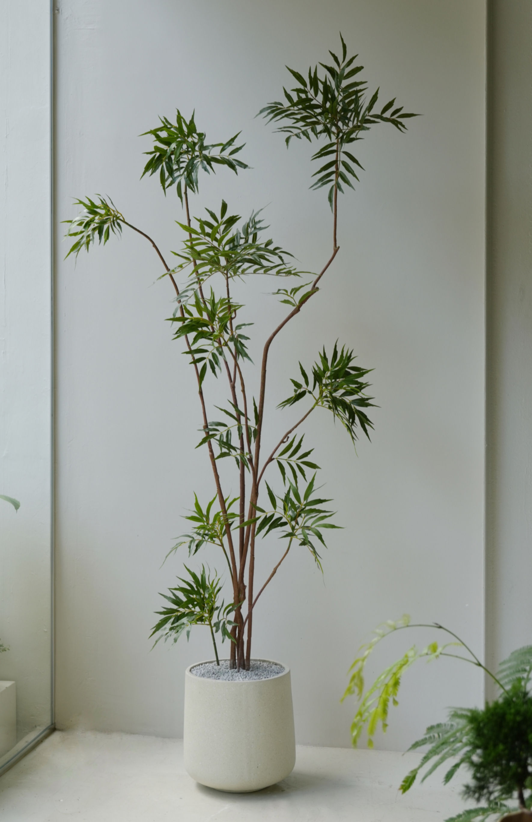 Faux Berberis Fortunei H1.8m