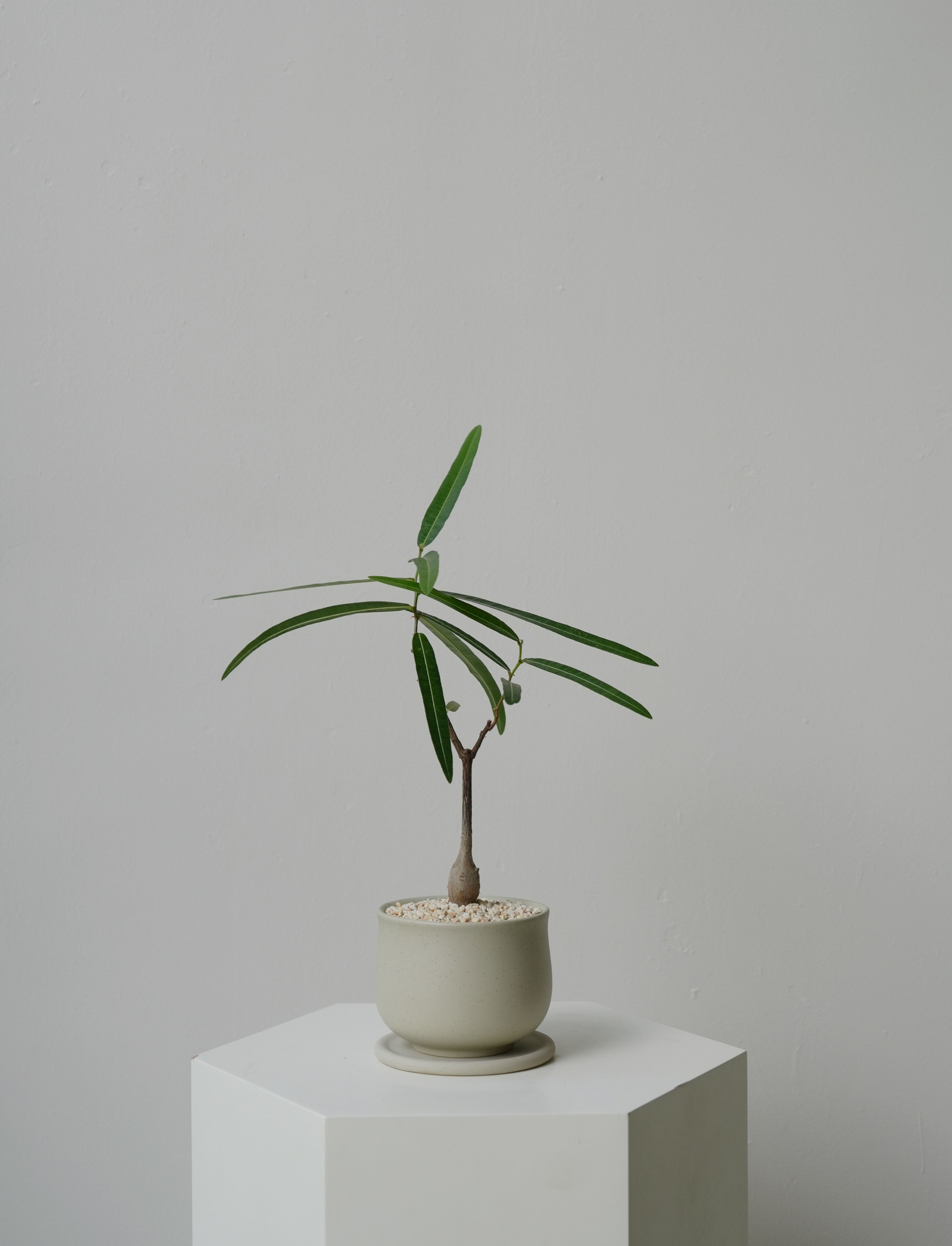 Brachychiton Rupestris 'Bottle Tree' in ASKEL Teacup-shaped Ceramic Pot