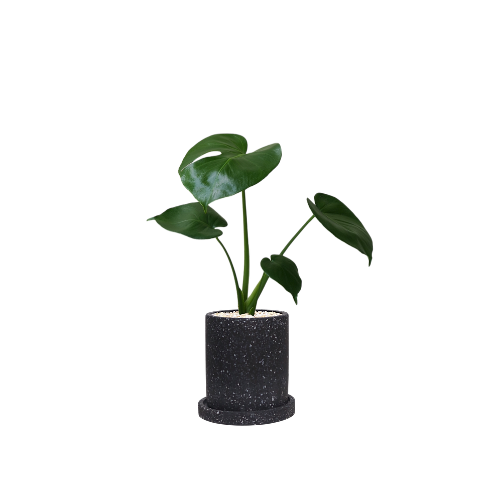 Thumbnail: Monstera Deliciosa 'Swiss Cheese Plant' (S)