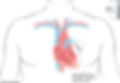 honorhealth-implantable-loop-recorder.jpg
