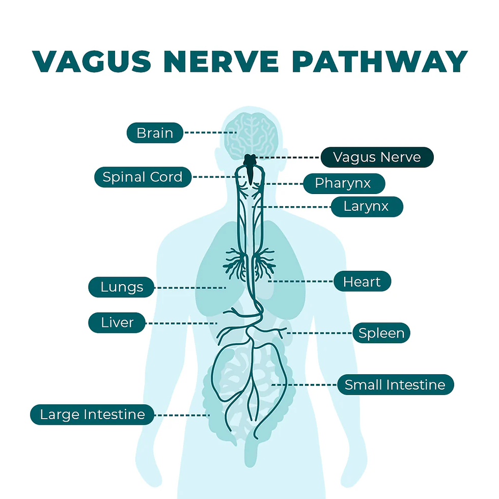 Where the vagus nerve flows in the body