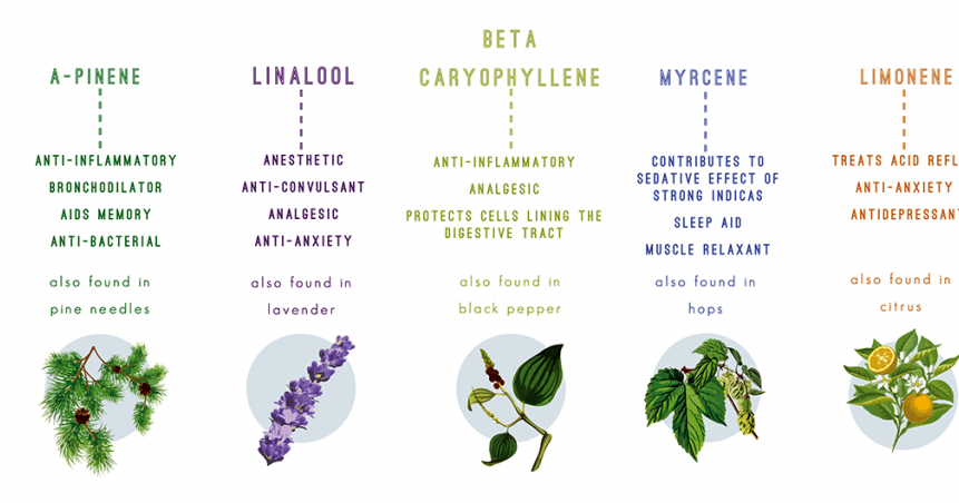 terpenes11-910x452