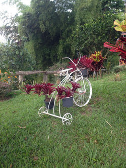 JARDINES