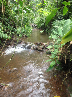 QUEBRADA EN SENDERO ECOLÓGICO