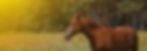EQ-ChestnutHorseInPasture.jpg