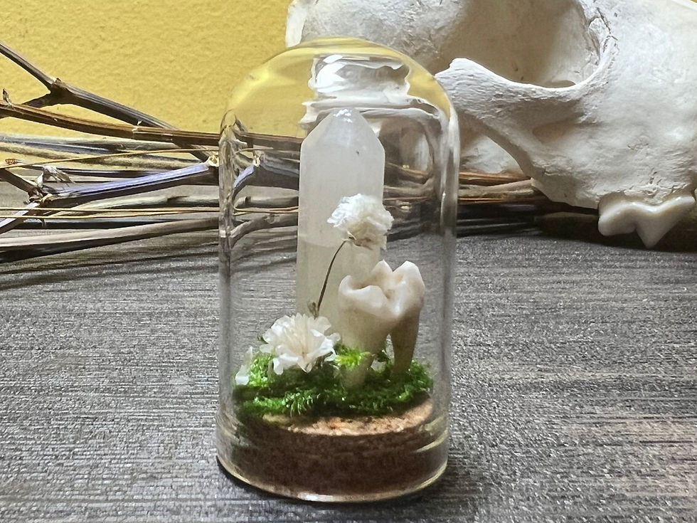 Thumbnail: Raccoon Tooth Trinket Jar