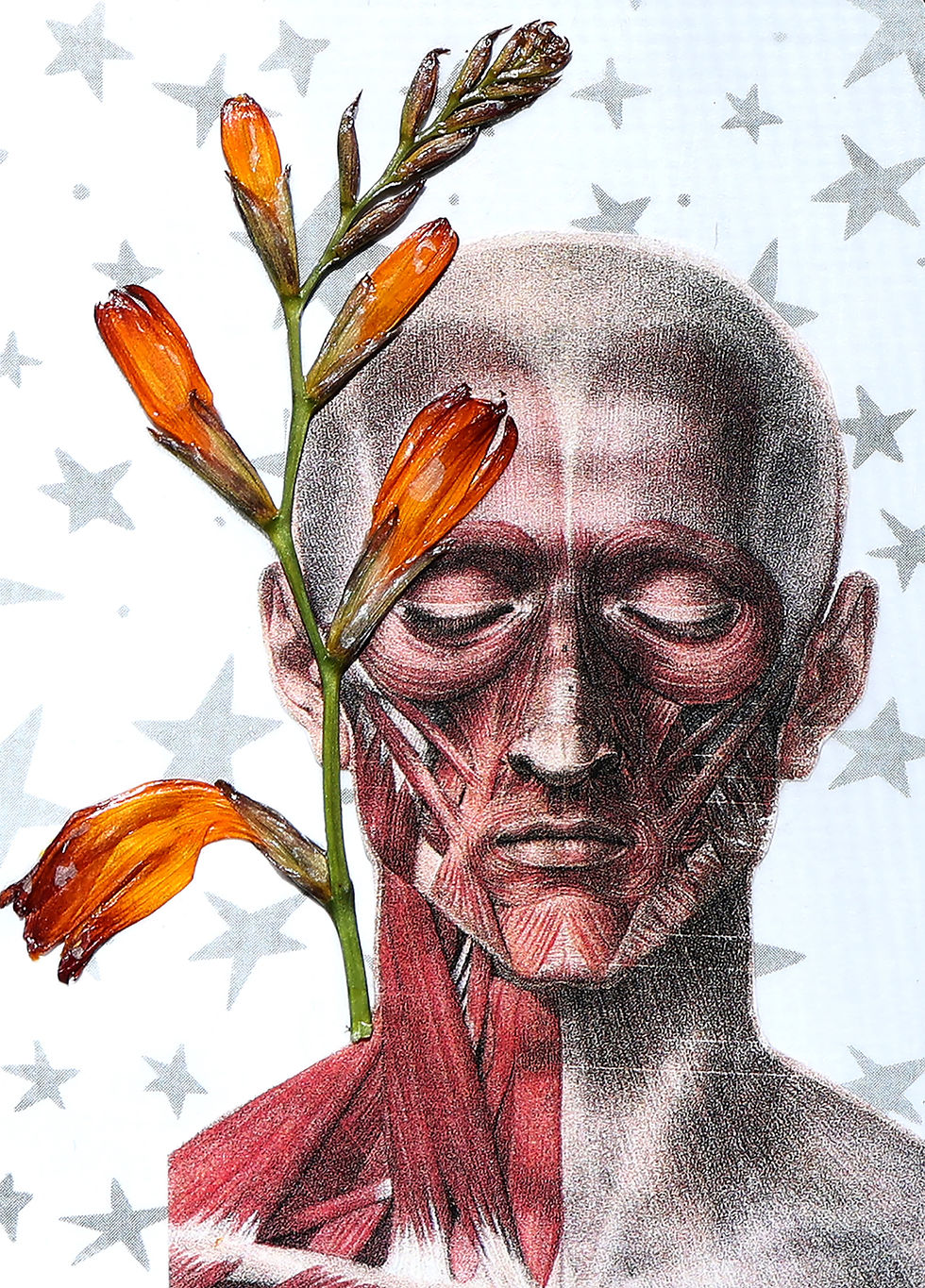 Star Cards 6 - Glossy Photography Print