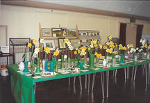 Spring Show 1993 - Narcissi.JPG