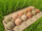Eggs In Carton_edited