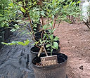 Vernon Blueberry Plant.jpg