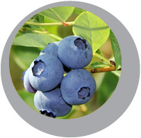 Blueberry Garden's U-Pick Blueberry Farm & Nursery in Cumming