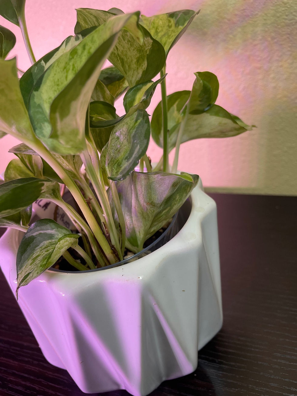 Thumbnail: Manjula Pothos