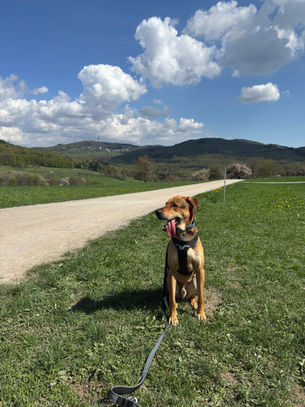 EIn Hund der mit einem Schlnen Berg Panorama Fotografier wurde. Sonne Frühling Eppstein Camping