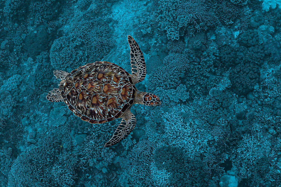 Turtle_3.jpg