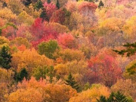 Is Fall the Best Season for Planters and Decor?