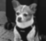 Charlie.jpg