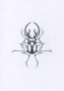 insect PBK9, dessin sur format A5, mine de plomb, dessins originaux exposition Crash PBK9