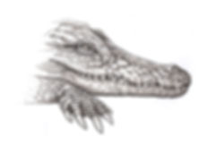 alligator, dessin tatouage, crocodile