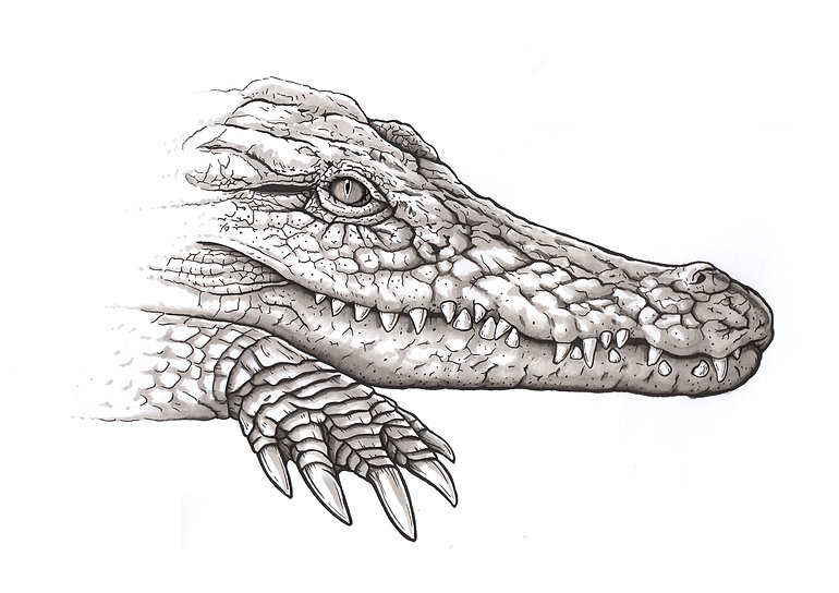 alligator, dessin tatouage, crocodile