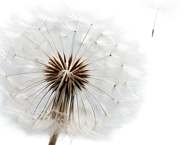 —Pngtree—realistic spring dandelion_20860075_edited.png