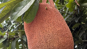 Copoazú : Guide complet du fruit amazonien aux multiples usages