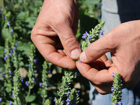 Graine de Chia : Zoom sur notre filière
