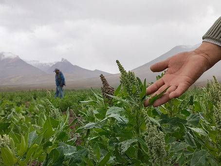 Pourquoi choisir le Quinoa de montagne de Bolivie ?