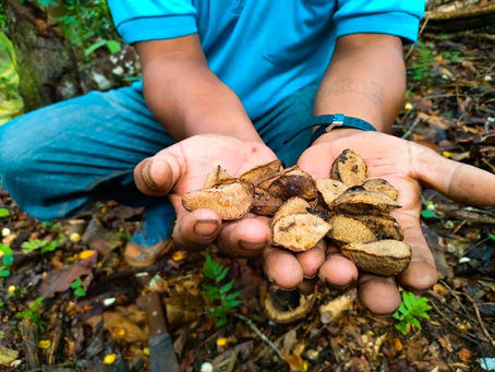 Noix d'Amazonie Anti-Gaspi et Upcycling