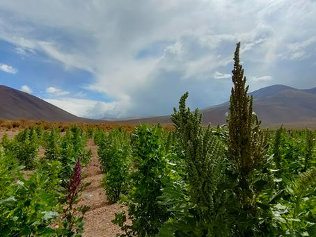Calendrier des récoltes en Bolivie