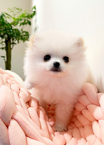 batch_포메라니안 2남 (6).jpg