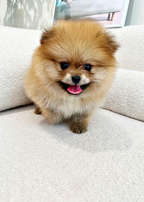 batch_포메라니안 2남 (2).jpg