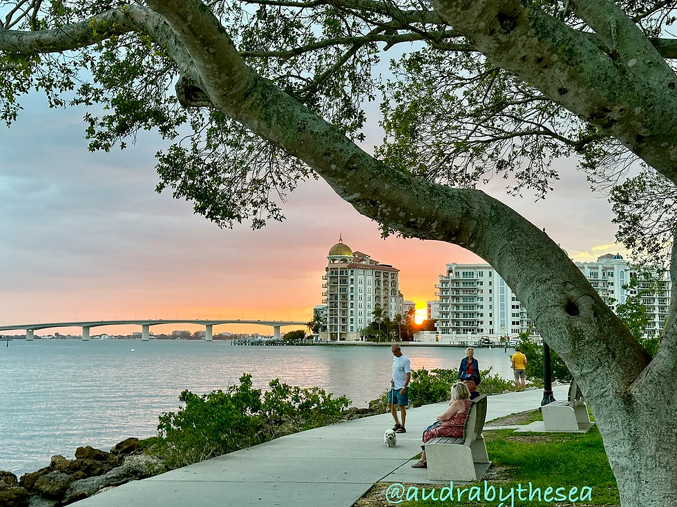 A beautiful sunset from Bayfront Park in downtown Sarasota.