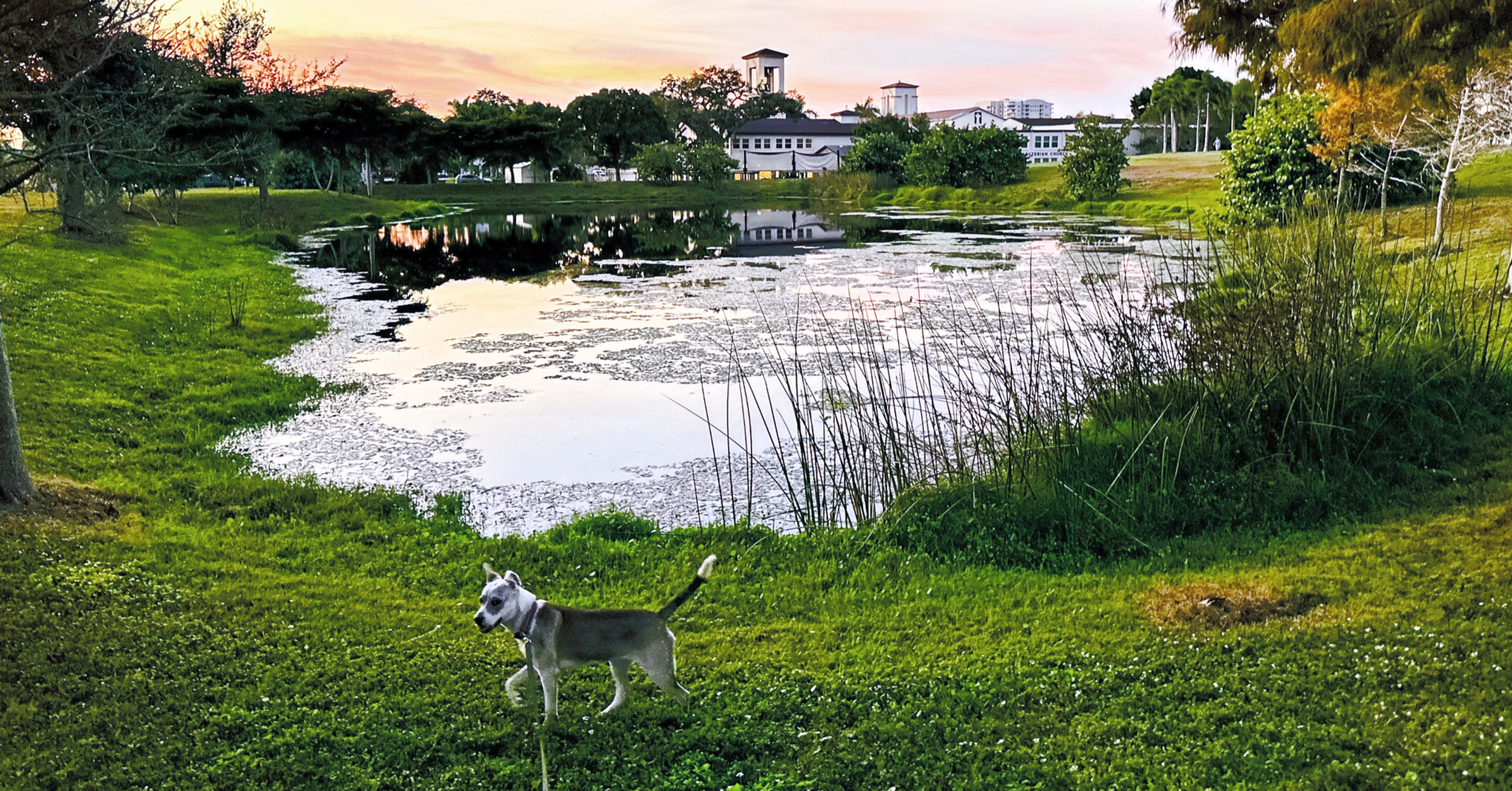 Small dog walks on a grassy pond bank at sunset, with calm water, trees, and distant buildings in a warm golden sky.