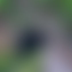 Why Cyclists on the C&O Canal Should Visit Paw Paw, WV area: A Rider's Perspective on a Small Trail Town