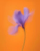 Juliet-Martine-Soul-Based-Energy-Healer-Soul-Readings-Manifestation-Coach2025f.jpg