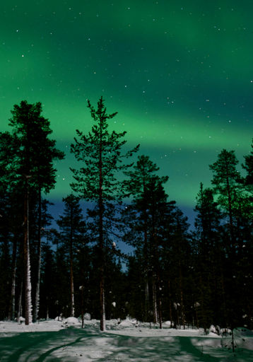 Aurora borealis lights dancing over snow-covered pine forest