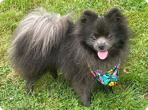 image_67231233-acfe19f6-1920w 1.png