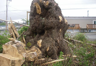 Spalted Maple Stump