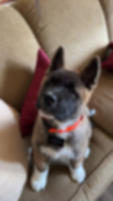 Thailand and Teeko's puppy - Moose