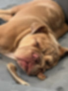 Asia and Pablo's puppy - Presley