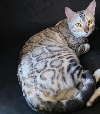 bengal queen