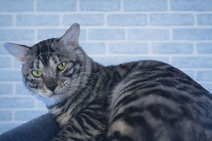 bengal king