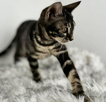 bengal queen