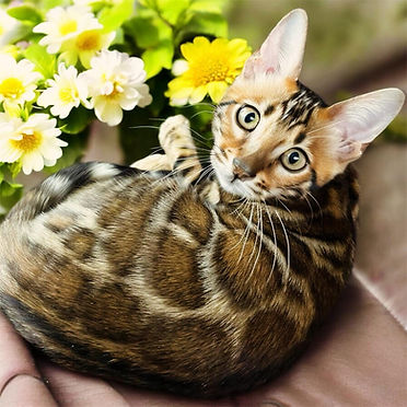bengal queen