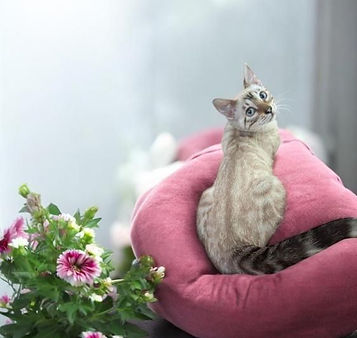 bengal queen