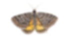 avatar-moth-art.jpg